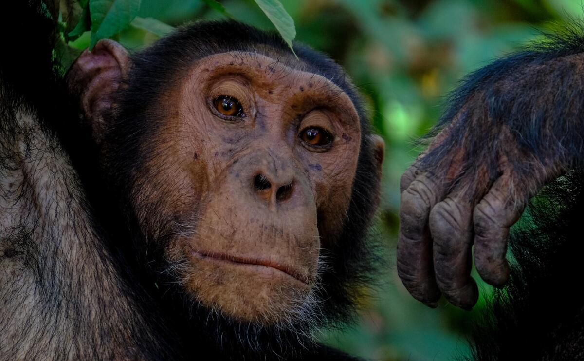 A close-up photo of a chimpanzee.