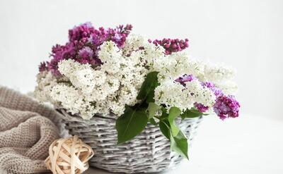 Spring composition with colored lilac flowers in a wicker basket.