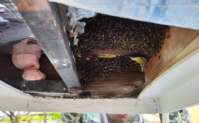 Huge bee hive under the roof being removed.