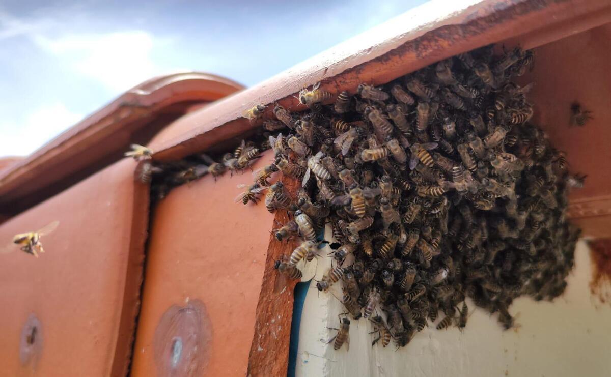 Huge bee hive under the roof.