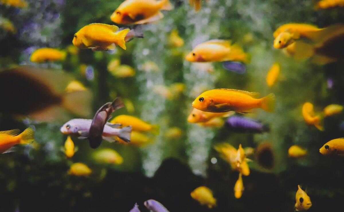 Shallow Focus Photography Of School Of Fish