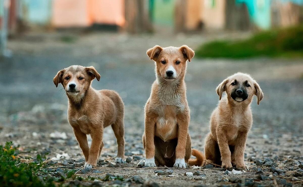 Three brown puppies.